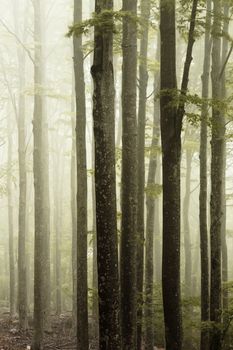 Fog in the forest in a warm light