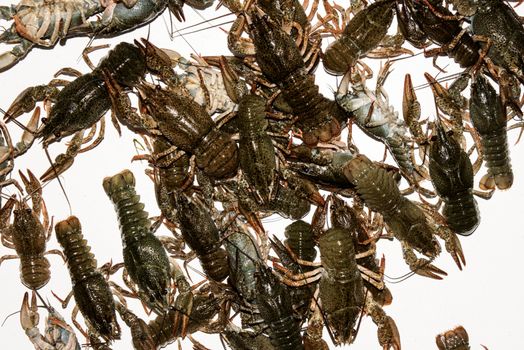 Alive crayfish isolated on white background, live crayfish closeup, fresh crayfish. Beer snacks, river crayfish.