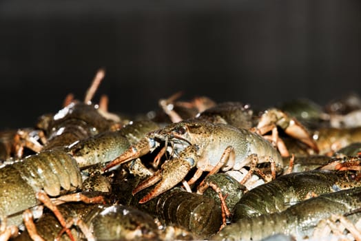 Alive crayfish isolated on black background, live crayfish closeup, fresh crayfish. Beer snacks, river crayfish.