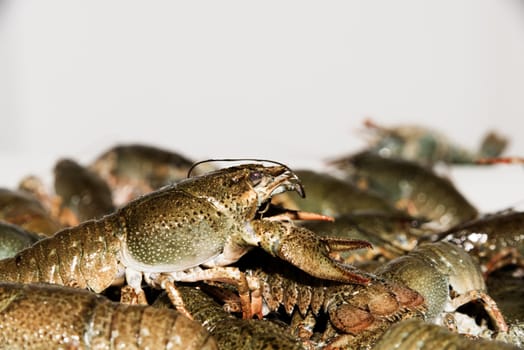 Alive crayfish isolated on white background, live crayfish closeup, fresh crayfish. Beer snacks, river crayfish.