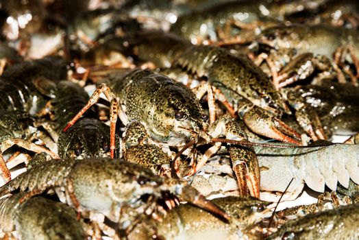 Alive crayfish isolated on white background, live crayfish closeup, fresh crayfish. Beer snacks, river crayfish.