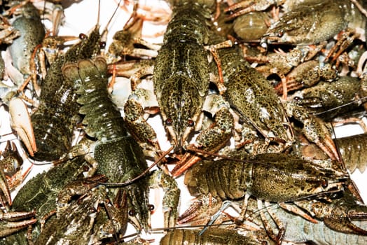 Alive crayfish isolated on white background, live crayfish closeup, fresh crayfish. Beer snacks, river crayfish.