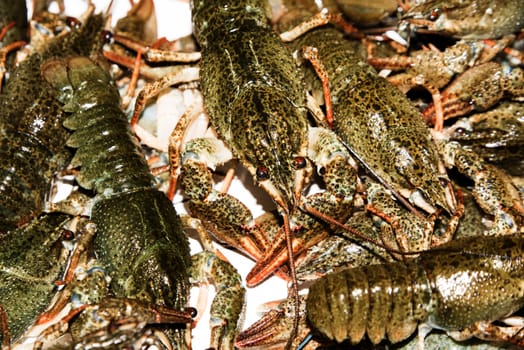 Alive crayfish isolated on white background, live crayfish closeup, fresh crayfish. Beer snacks, river crayfish.