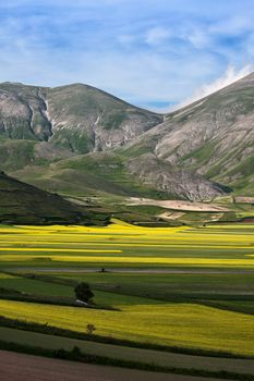 Countless yellow flowers in the plain of Castelluccio in the National Park of Monti Sibillini