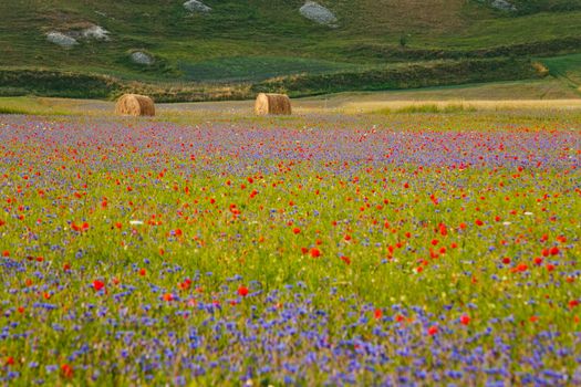 The flowering of Castelluccio with two bales of hay in the background