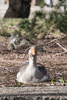 Grey Goose Standing in Backyard Naturally. Greylag goose in the meadow.