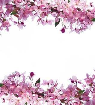 Frame of spring flowers and space for text.