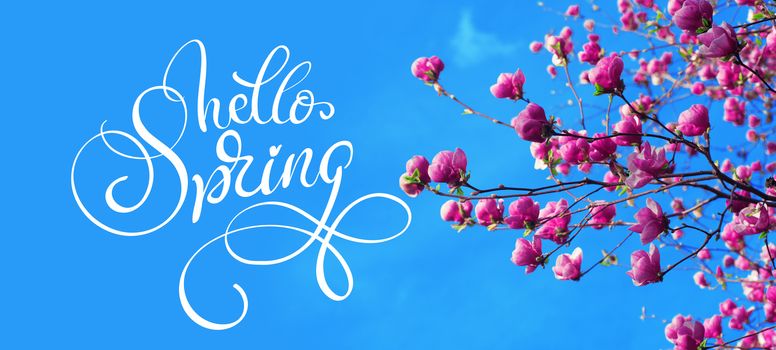 spring branch of magnolia pink flowers of apple and text Hello Spring. Calligraphy lettering.