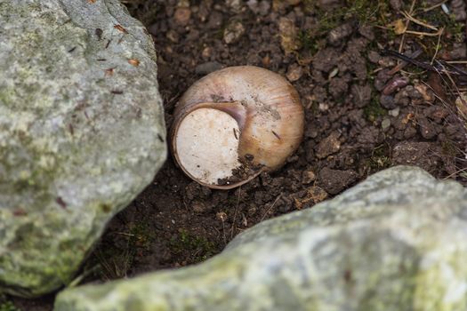 Close-up of vineyard snail in nature retreated in the snail shell.