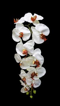 Artificial bouquet white orchid flower isolated on black background