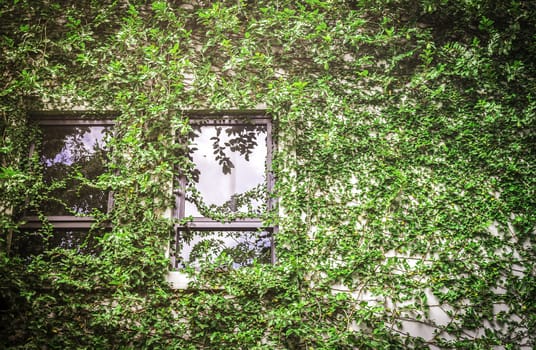 Green leaf covering building wall with windows