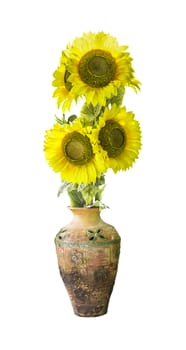 Sunflower in vase isolated on white background