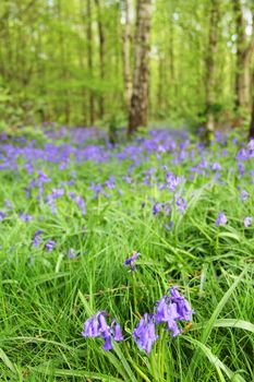 Beautiful landscape with Bluebell flowers in spring forest