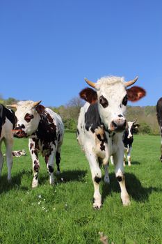 Beautiful cows grazing on green field in Normandy, France