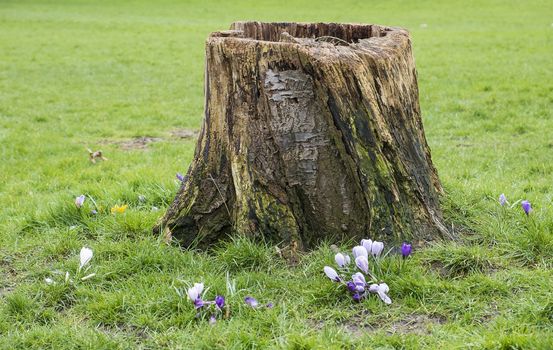 cut down tree stump in a parkland setting