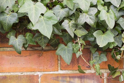 brick wall with green ivy growing wild 