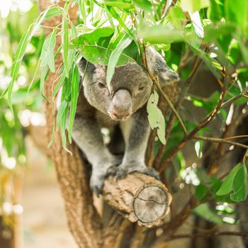 Australian koala outdoors in a eucalyptus tree.