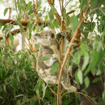 Australian koala outdoors in a eucalyptus tree.