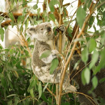 Australian koala outdoors in a eucalyptus tree.