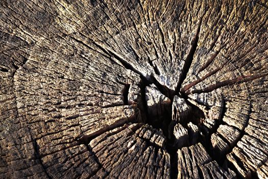 abstract background or texture Old dry stump