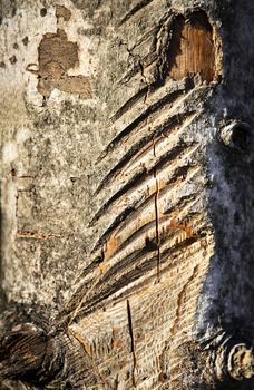 abstract background sawn on the bark of a tree