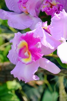 Close Up Pink Orchid Flower