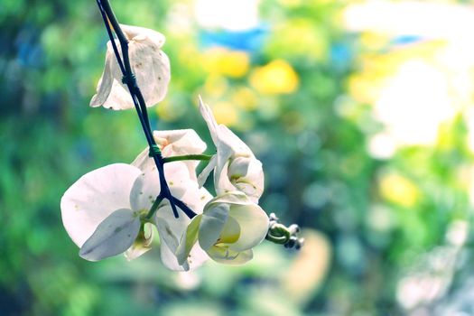 Close Up White Orchid Flower