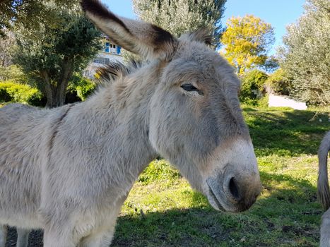 Donkey Under the Olive Trees