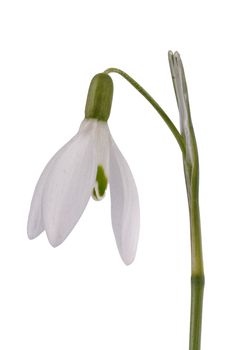 Snowdrop (Galanthus nivalis) isolated on a white background