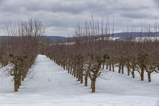 orchard in winter with snow in harmonic row