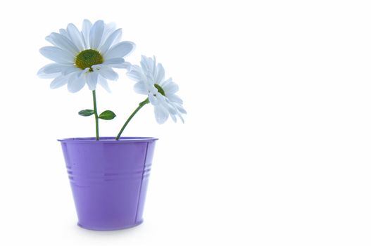 Two isolated white spring daisies in a plant pot with space for text