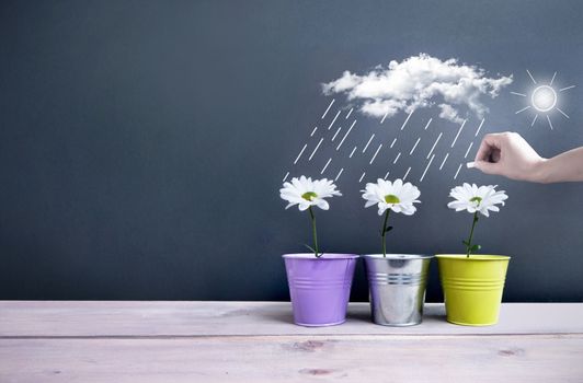 Spring daisies inside pots with clouds, and rain being sketched on a chalkboard