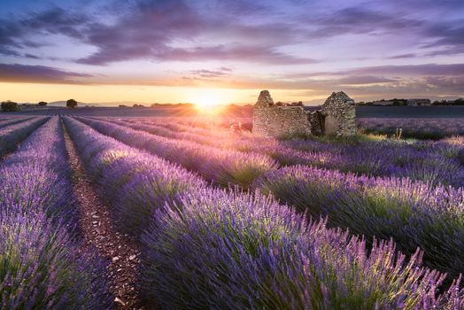 Lavender field in Provence, near Sault, France 