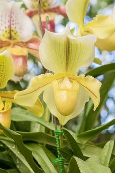 Close up yellow Paphiopedilum of Orchid flower, or Lady slipper orchid flower