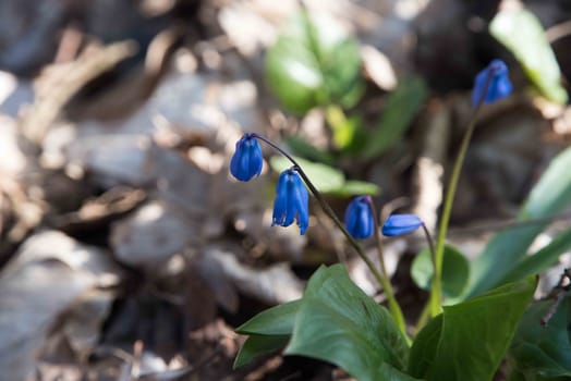 Flowers in the grass. Blue and violet flowers. 