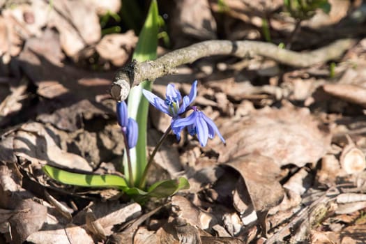 Flowers in the grass. Blue and violet flowers. 