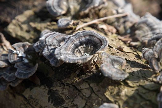 Natural mushroom pattern on the tree log in Spreng.