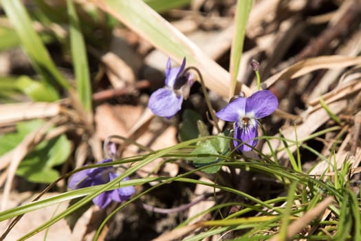 Flowers in the grass. Blue and violet flowers. 