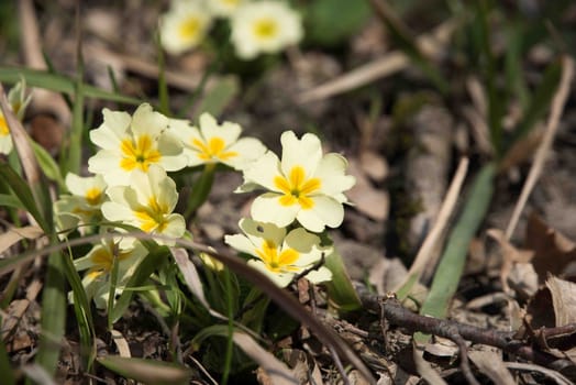 Flowers in the grass. Yellow flowers. 