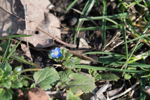 Flowers in the grass. Blue and violet flowers. 