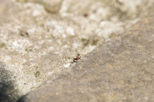 Ant walk on the street in Spring.