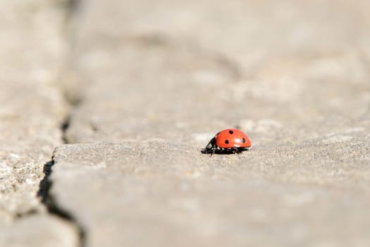 Ladybug is running. Beautiful nature