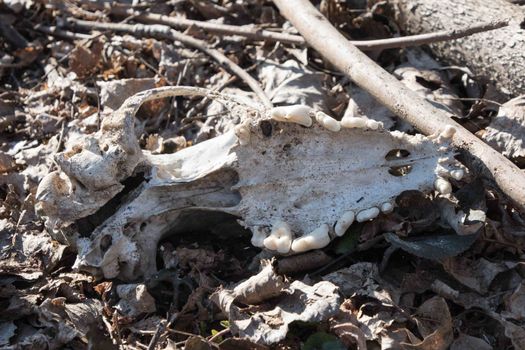 a skull in the forest on the leafs. Old dog skull in the grass. Fang. Cutout of canine dog skull with jagged teeth.