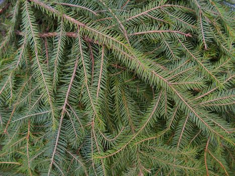 spruce in a pile