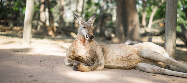 Australian kangaroo outdoors during the daytime.