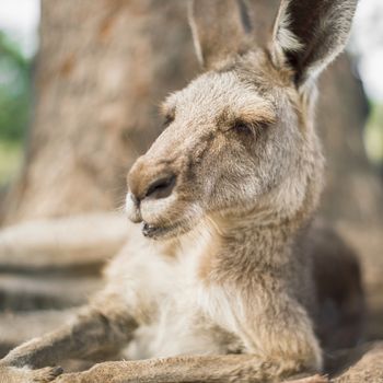 Australian kangaroo outdoors during the daytime.