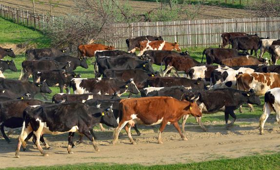 Cows going home at the end of day 