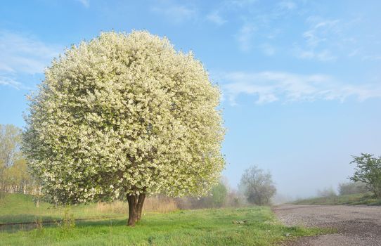 One blooming cherry tree near of the road