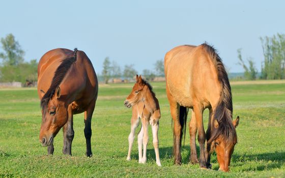 Horses family in a meadow in spring time