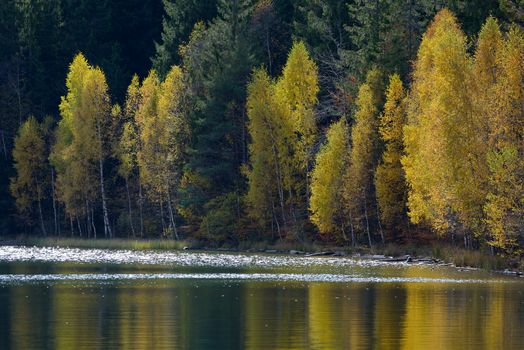 Autumn  with the yellow foliage, reflected in Lake Saint Ann